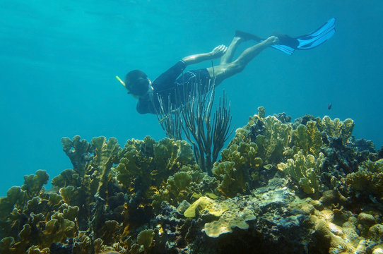 Man underwater snorkeling in a coral reef