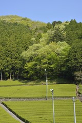 Obraz premium 茶畑