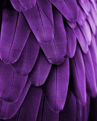 Crédence de cuisine en verre imprimé Tailler Plumes violettes