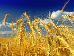 Golden wheat field with cloudy sky in background