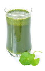 Centella asiatica, Asiatic Pennywort,(Centella asiatica (Linn.)