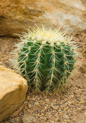 Golden Barrel Cactus