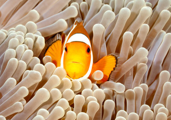 Clown Anemonefish
