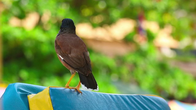 Common Myna
