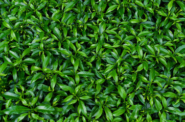 Green leaves background