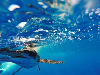 Foto op Plexiglas White Marlin © omarparguera