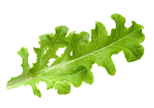Lettuce salad leaf isolated