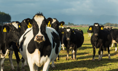 Yellow Tag Cows