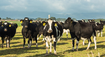 Expecting Cows