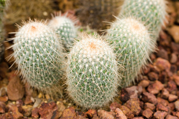 cactus plant in greenhouse