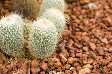 cactus plant in greenhouse