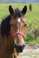 Fototapeta premium horse