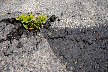 A tree sprout on asphalt parking lot