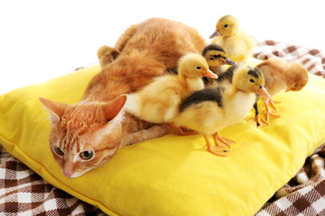 Red cat with cute ducklings on yellow pillow close up