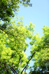 Fototapeta premium Beautiful trees in forest