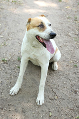 Funny big alabai dog, outdoors