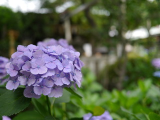 白山神社　梅雨の紫陽花
