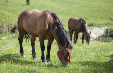 Fototapeta premium horse
