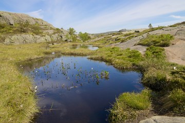 Obraz premium Preikestolen swampland 09