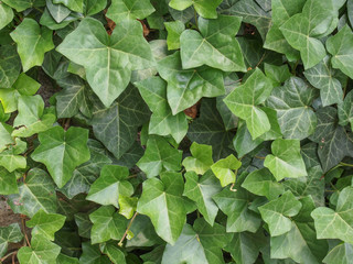 Ivy leaves