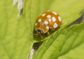 Жёлтая Божья коровка