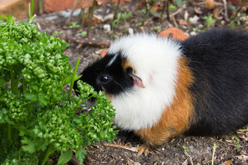 guinea pig