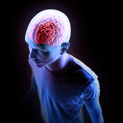 Human anatomy illustration -  brain