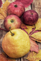 pear from the new harvest
