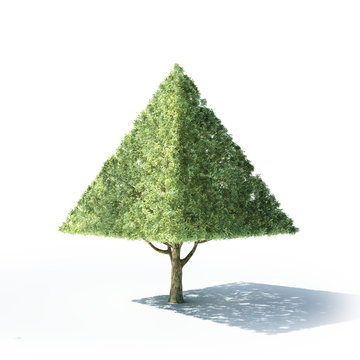 Pyramid shaped tree