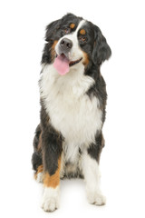 Bernese Mountain Dog on a white background