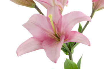 Pink lilies