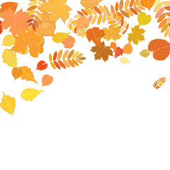 Obraz premium Autumn leaves falling and spinning on white.