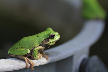 アマガエル