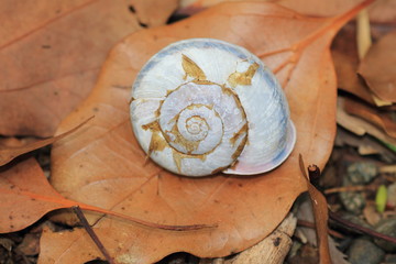 でんでんむし　カタツムリ