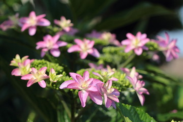 アジサイの花