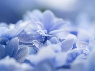 Photo sur Plexiglas Hortensia 梅雨の紫陽花の滴