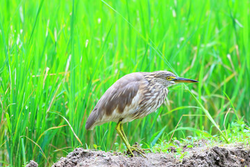 Indian Pond Heron (Ardeola grayii) in Sri Lanka
