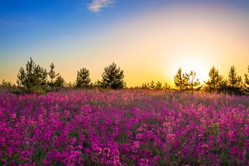 Fototapeten purple flowers on a meadow at sunrise © yanikap