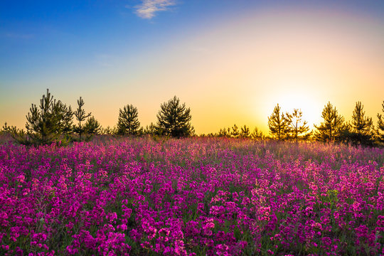 purple flowers on a meadow at sunrise