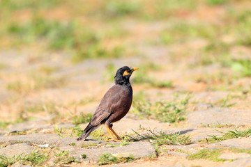 Common myna (Acridotheres tristis melanosternus) in Sri Lanka 