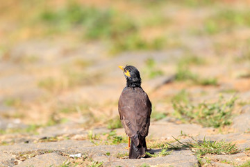 Common myna (Acridotheres tristis melanosternus) in Sri Lanka 