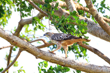 Fototapeta premium Crested Hawk-Eagle (Nisaetus cirrhatus) in Sri Lanka