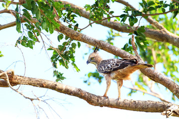 Crested Hawk-Eagle (Nisaetus cirrhatus) in Sri Lanka