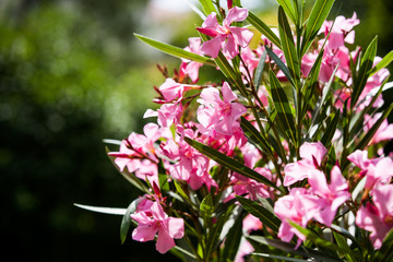 Oleander