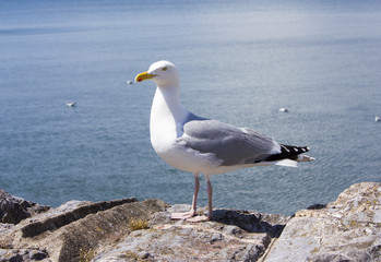 Seagull standing on a concrete wall.