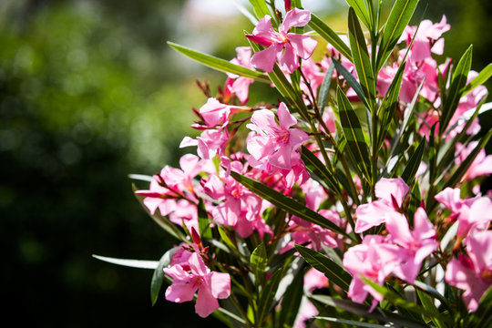 Oleander
