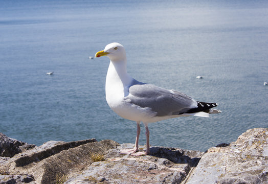 Seagull standing on a concrete wall.