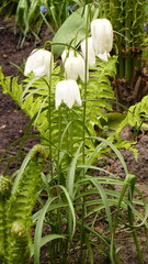 Колокольчик