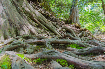 Senjo-Ga-Hara Hiking course in Oku-Nikko