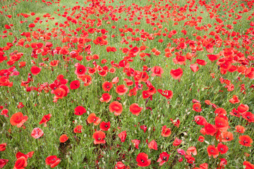 poppy flower field